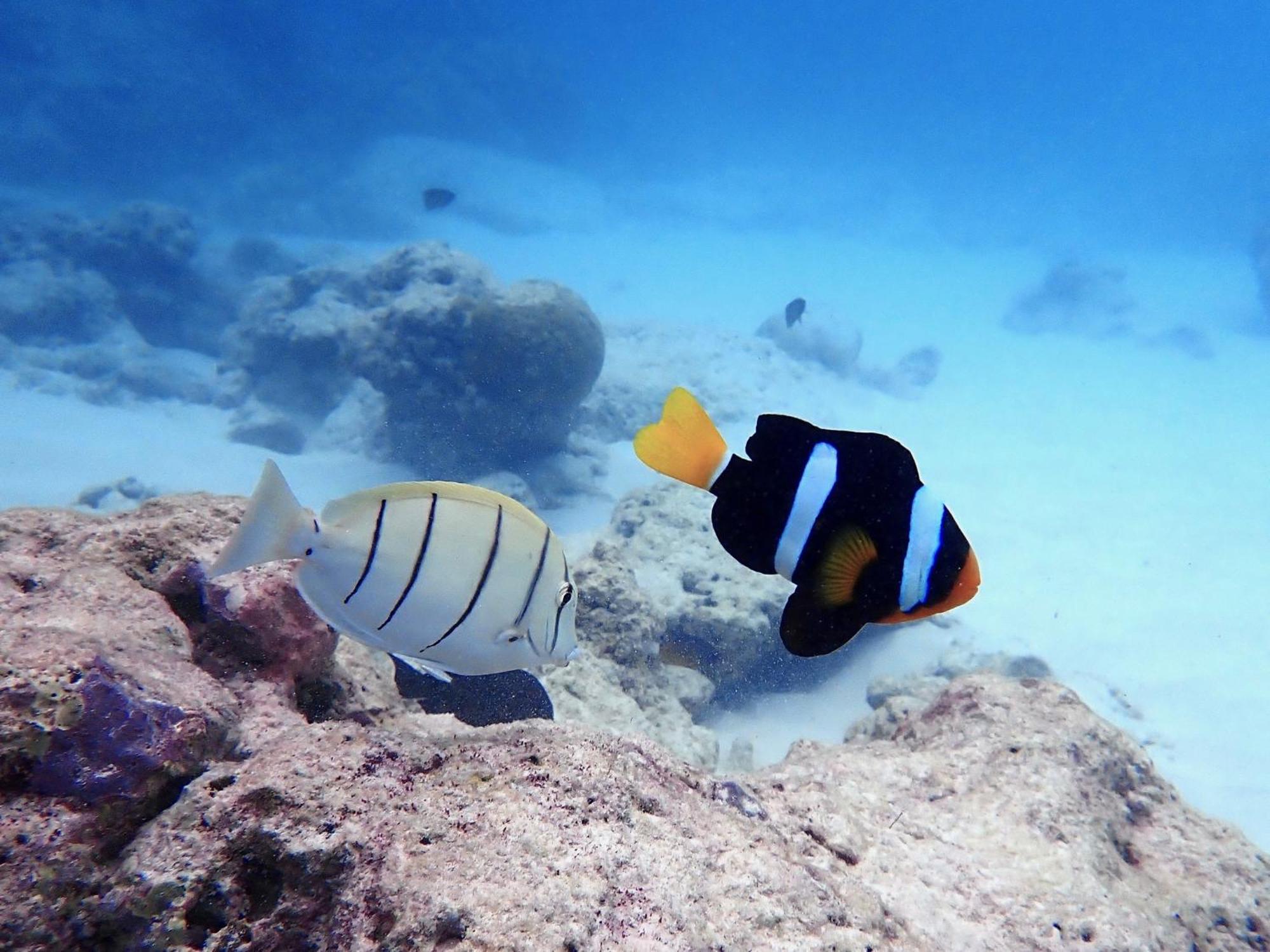 ザ ベアフット エコ ホテル Hanimaadhoo Island エクステリア 写真