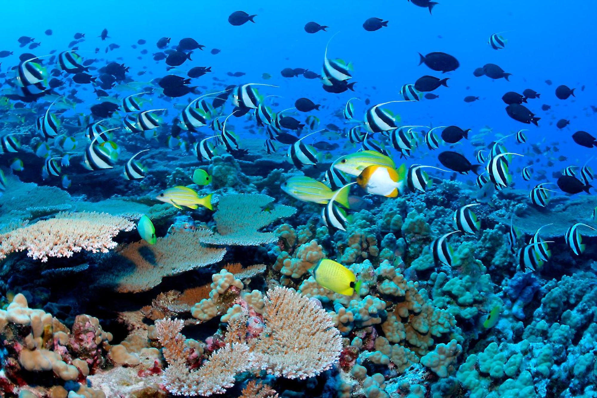 ザ ベアフット エコ ホテル Hanimaadhoo Island エクステリア 写真