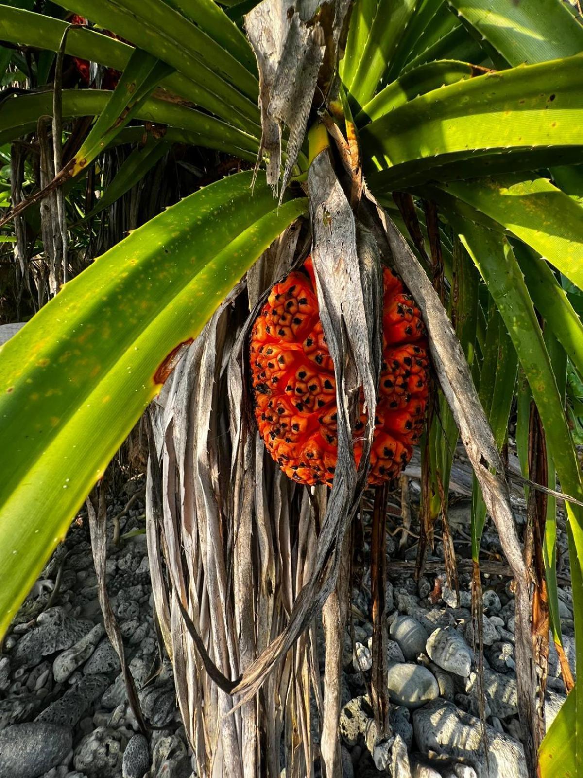 ザ ベアフット エコ ホテル Hanimaadhoo Island エクステリア 写真